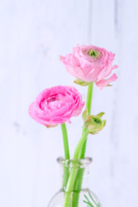 Zwei rosa Ranunkeln in einer Glasvase Zwei rosa Ranunkeln in einer Glasvase